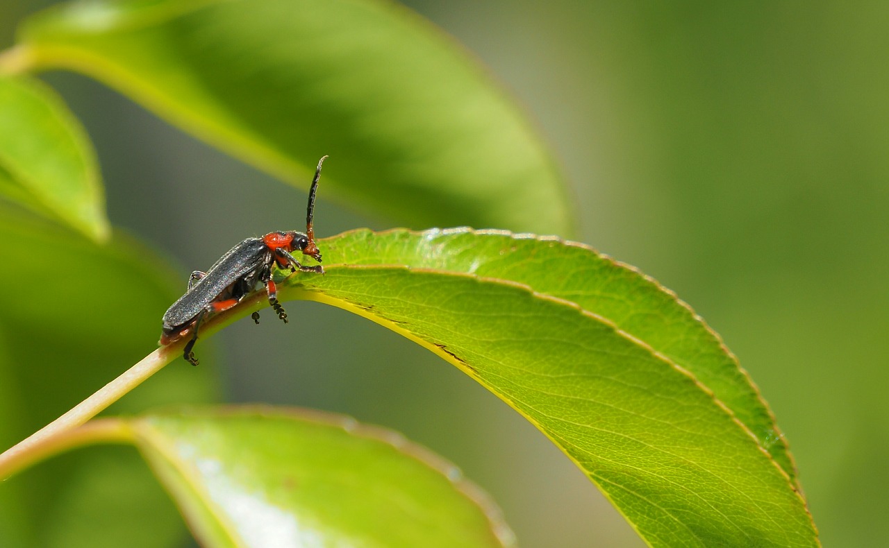 insects macro nature free photo