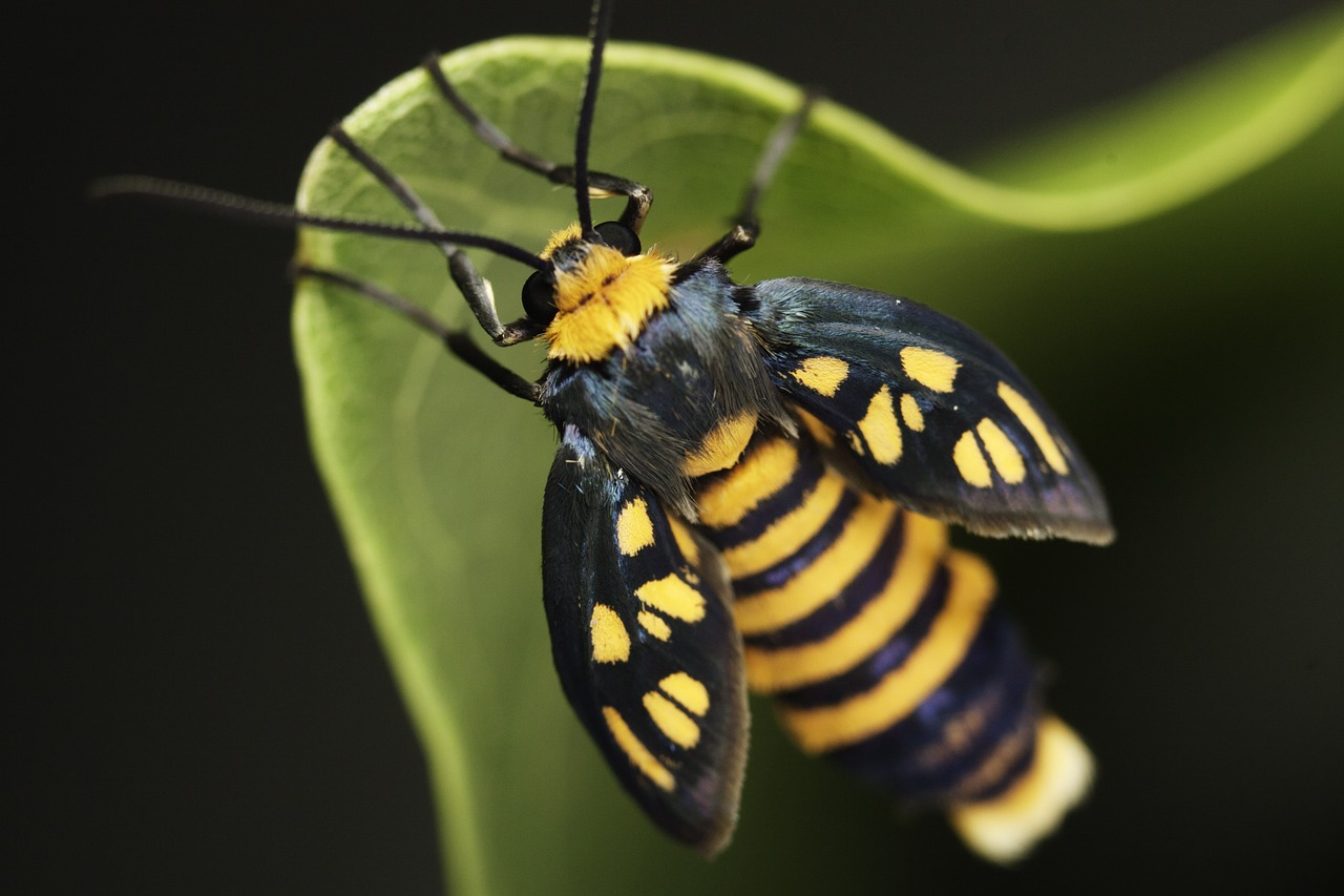 insects moth flying free photo