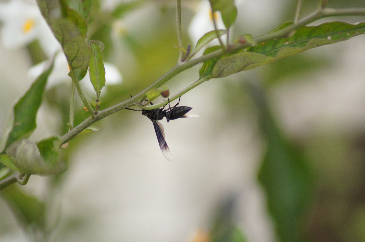 insects salento quindio free photo