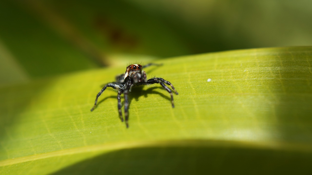 insects nature armenia free photo