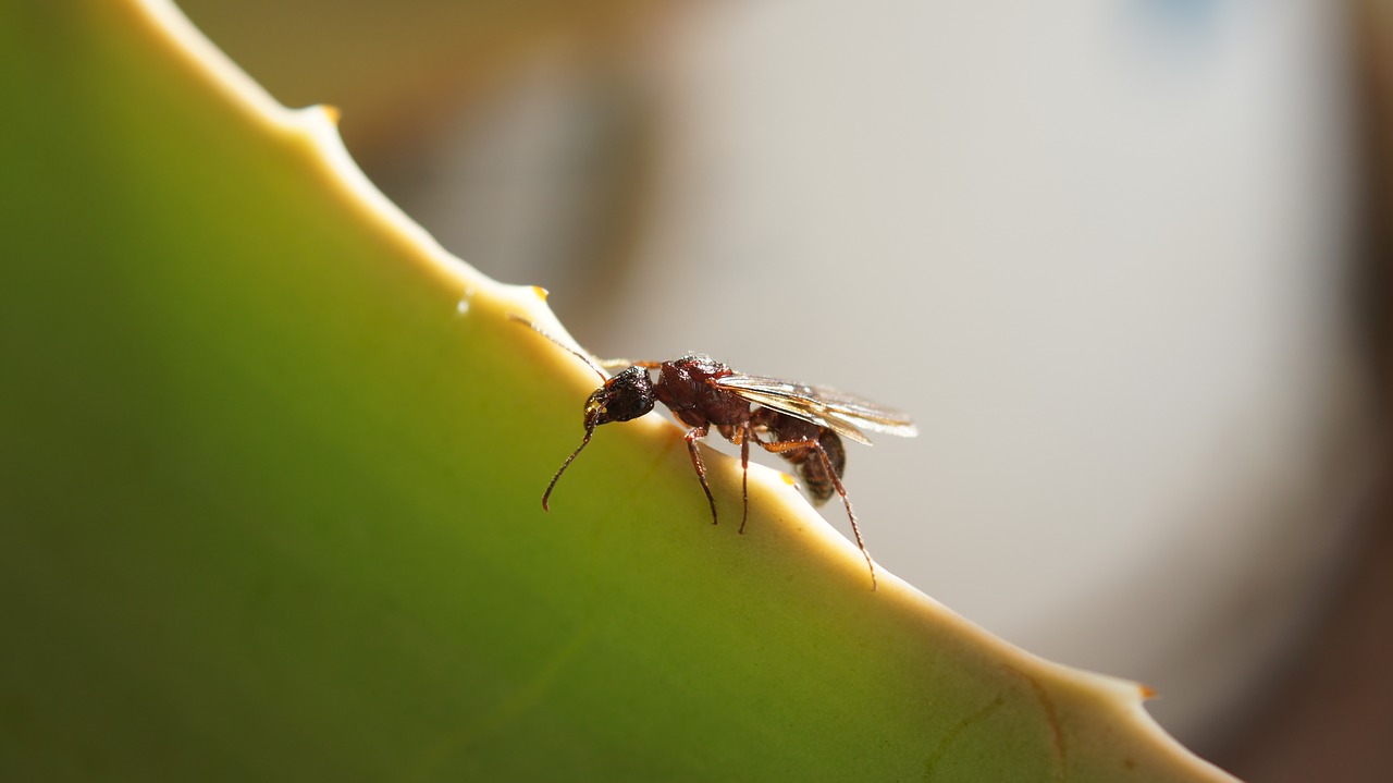 insects nature armenia free photo