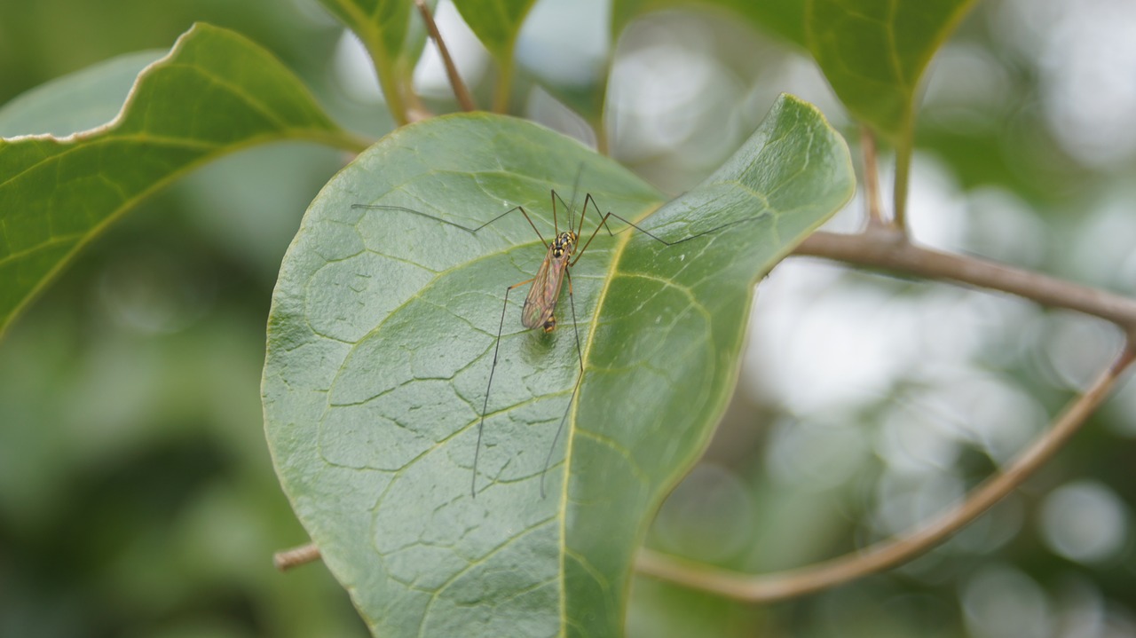 insects nature finlandia free photo