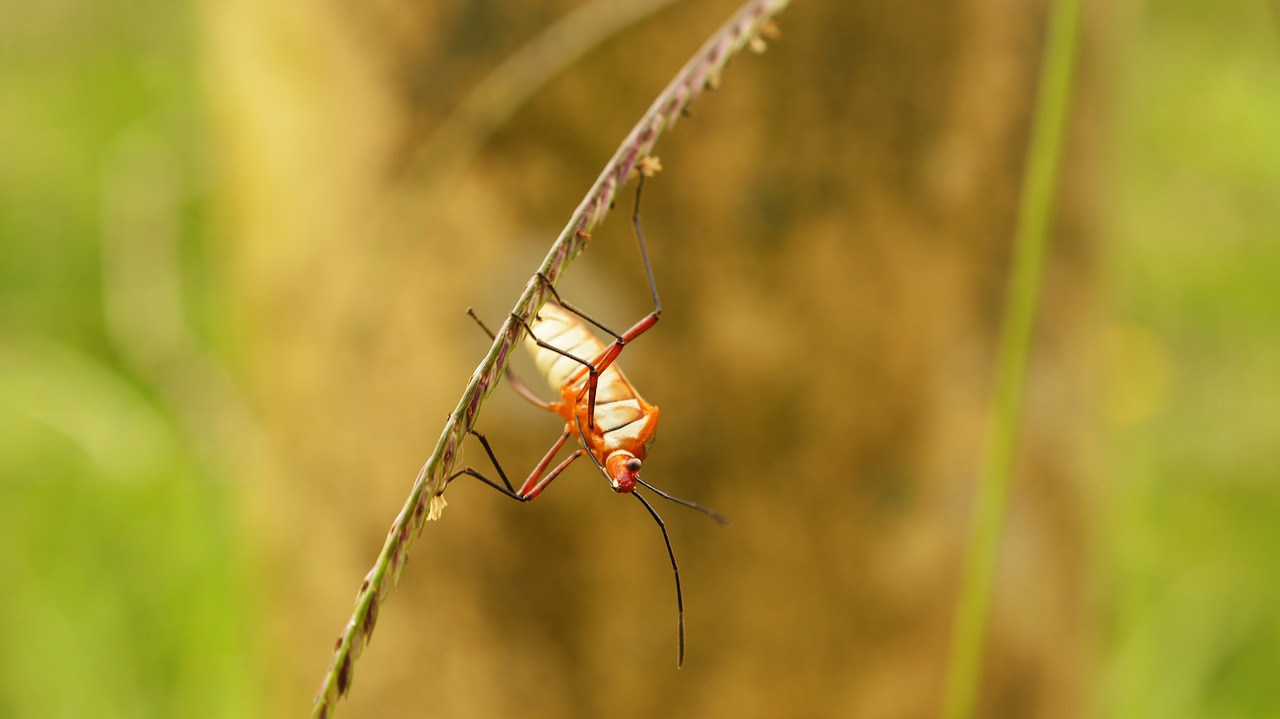 insects nature finlandia free photo