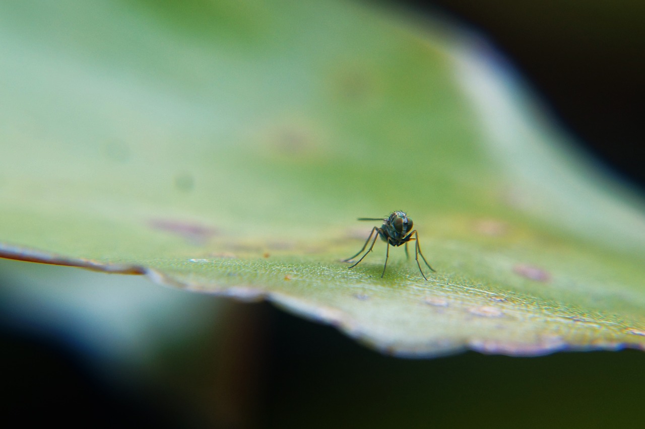 insects garden fly free photo