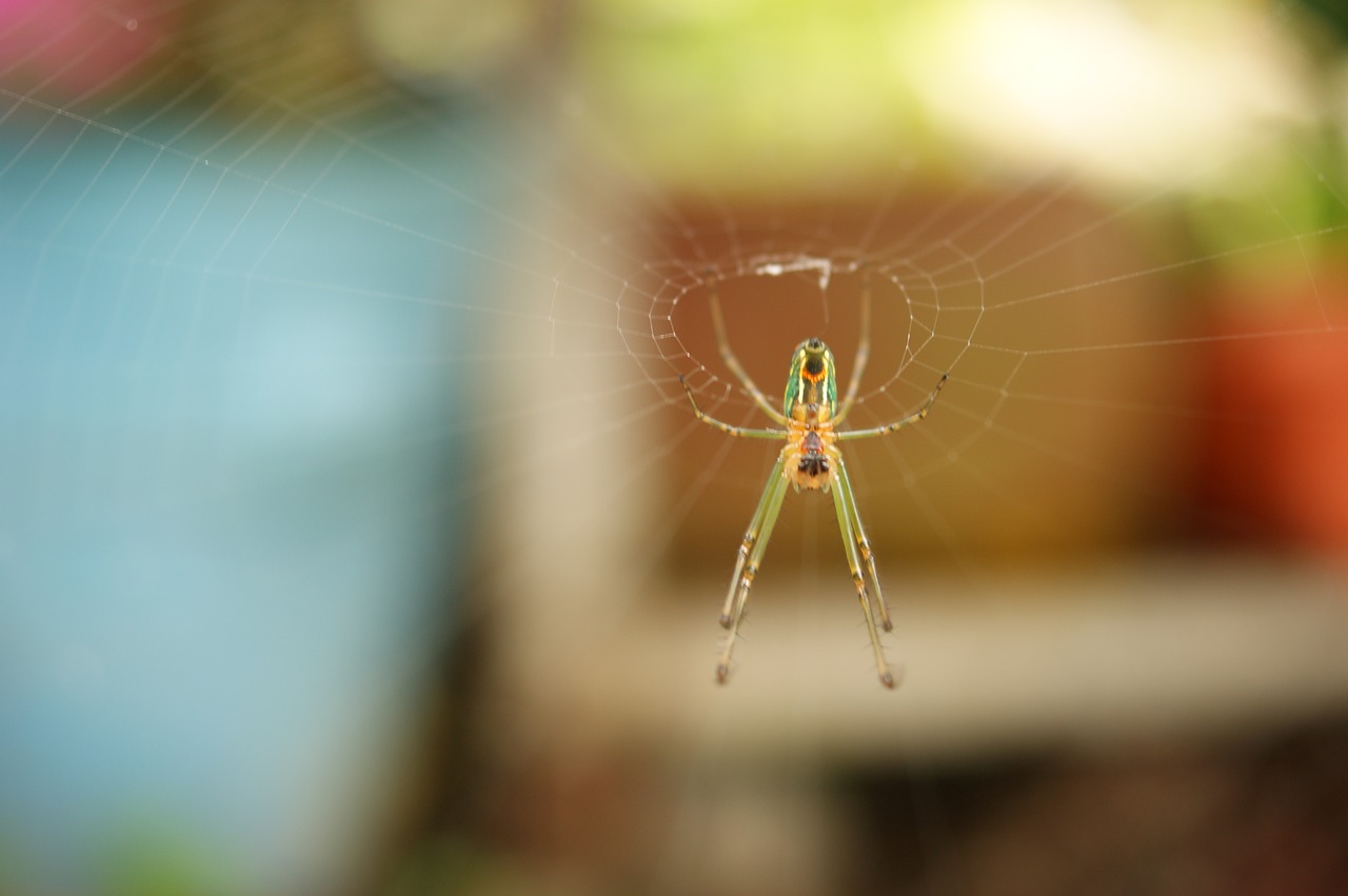 insects thebaid quindio free photo