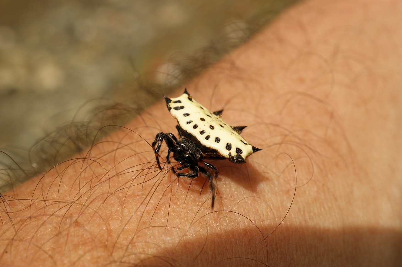 insects thebaid quindio free photo