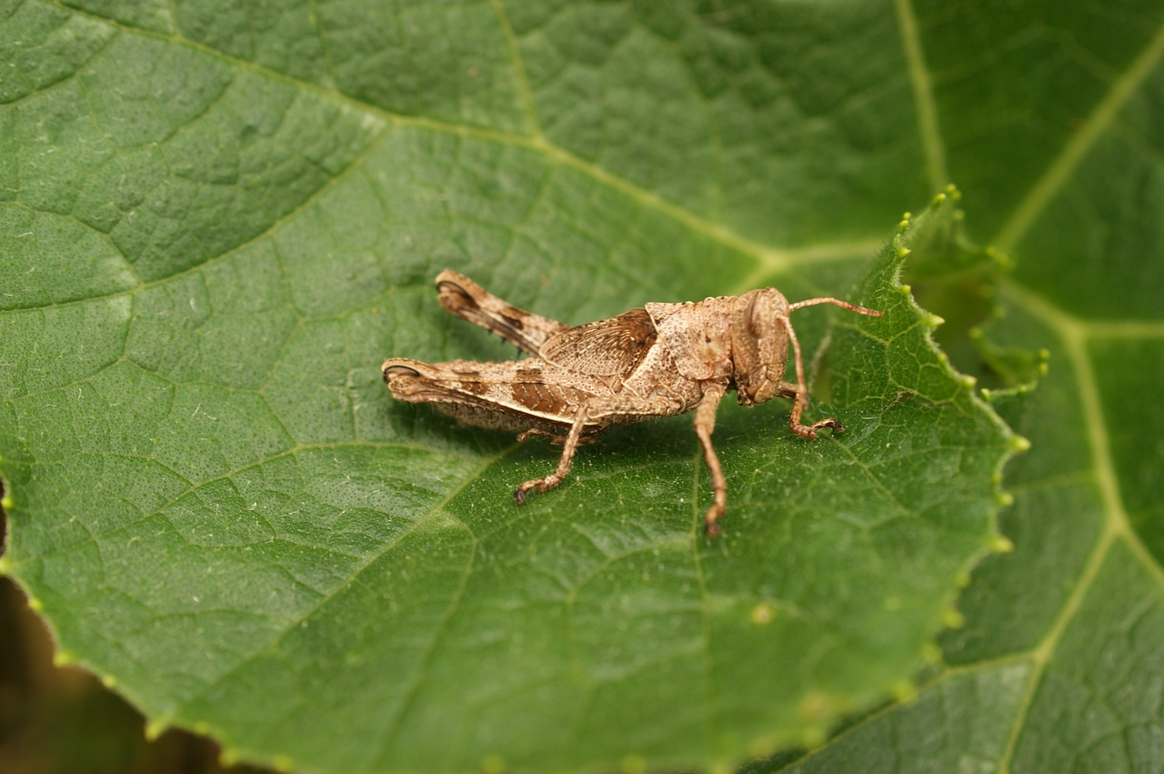 insects thebaid quindio free photo