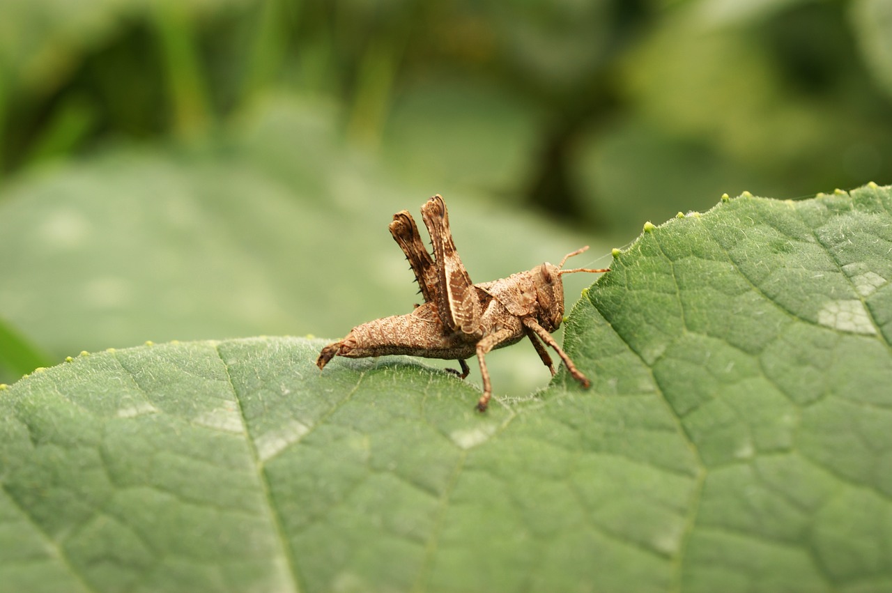 insects thebaid quindio free photo