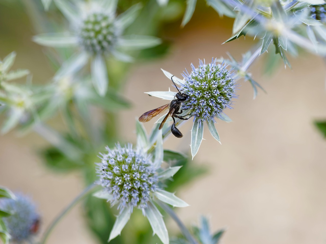 insects pompile charbonnier wasp free photo