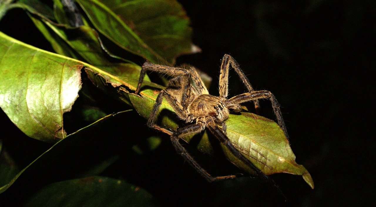 insects nature area free photo