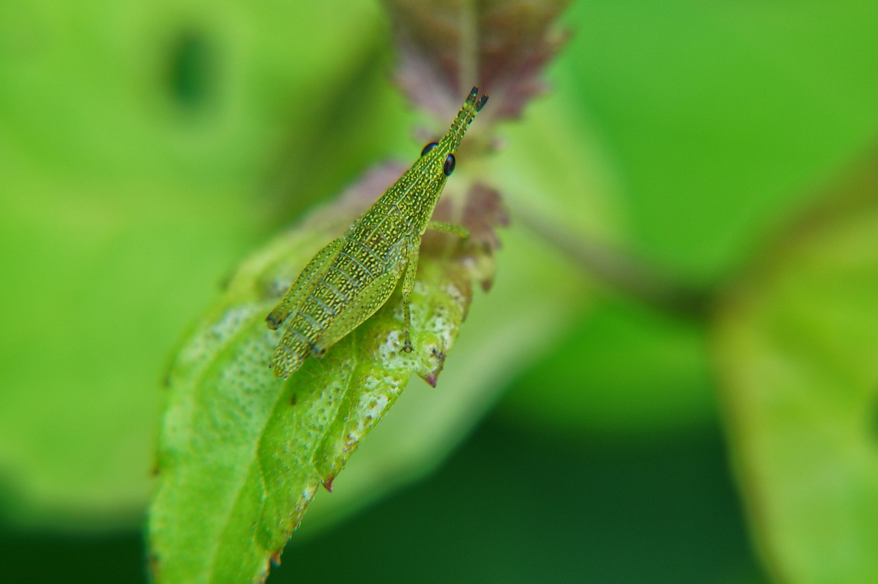 Leaf Biophysics