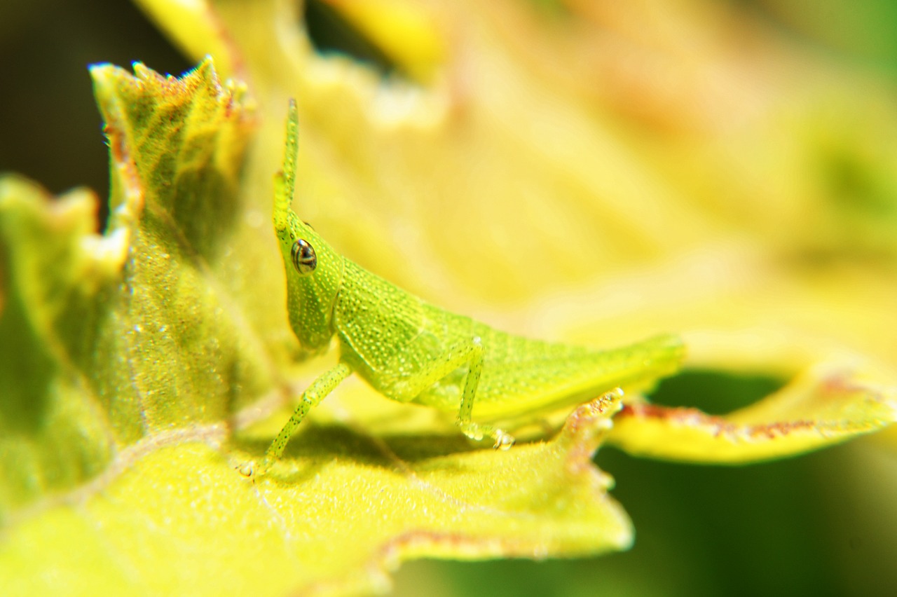 insects macro photography macro free photo