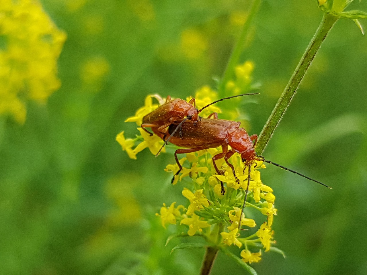 insects nature yellow flower free photo