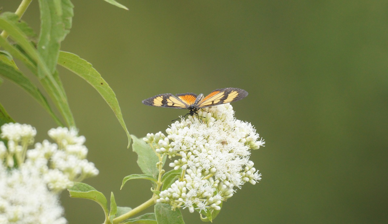 insects butterflies wild field free photo