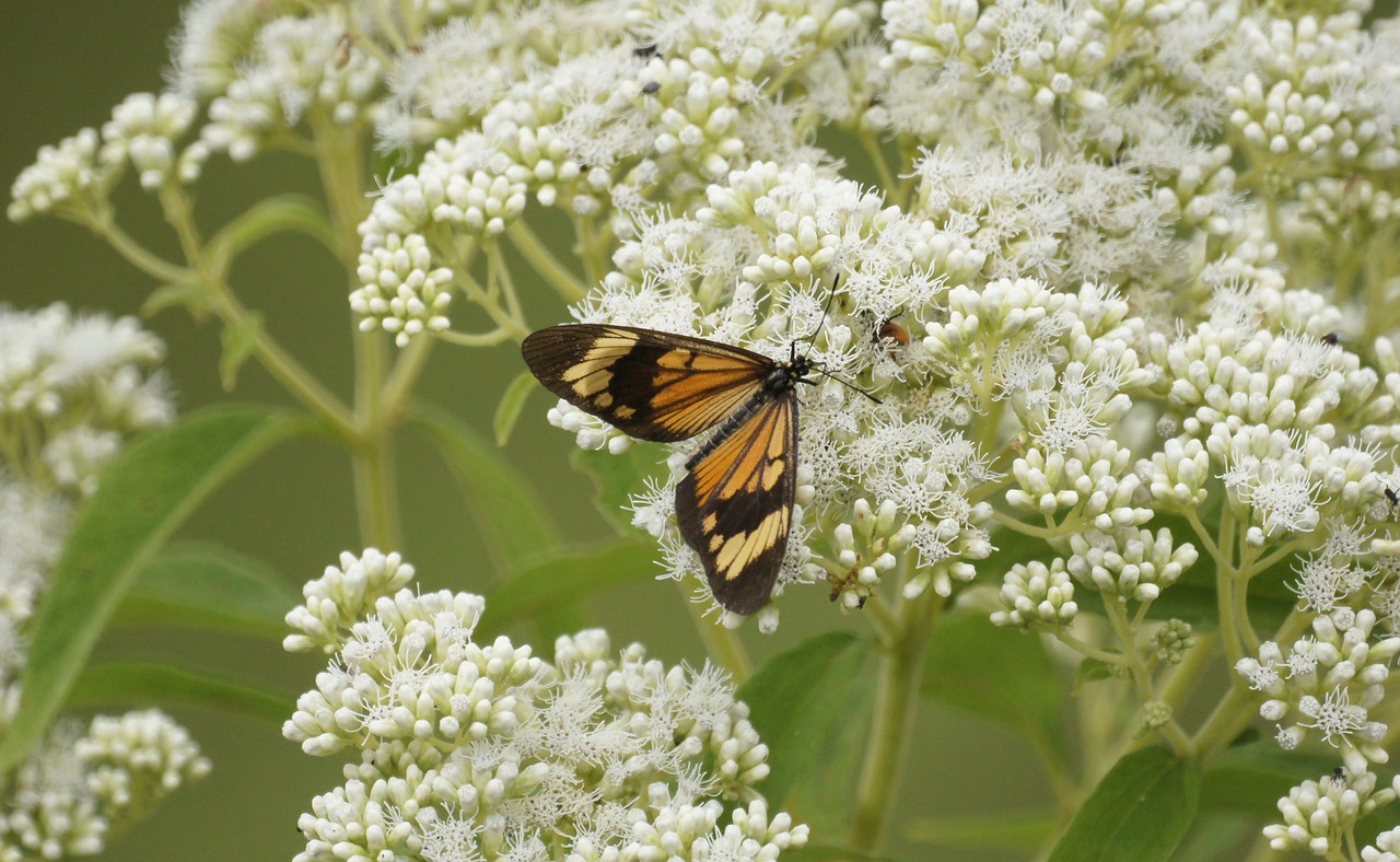 insects butterflies wild field free photo