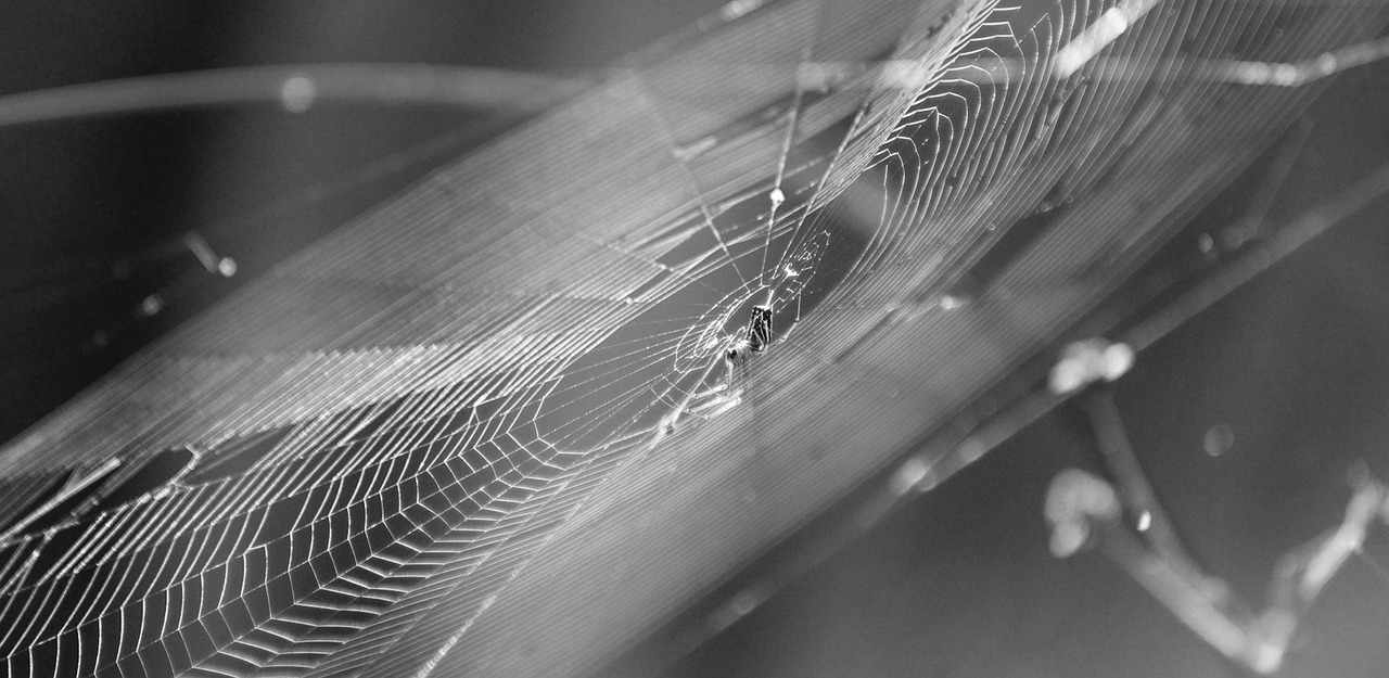 insects spider black and white free photo