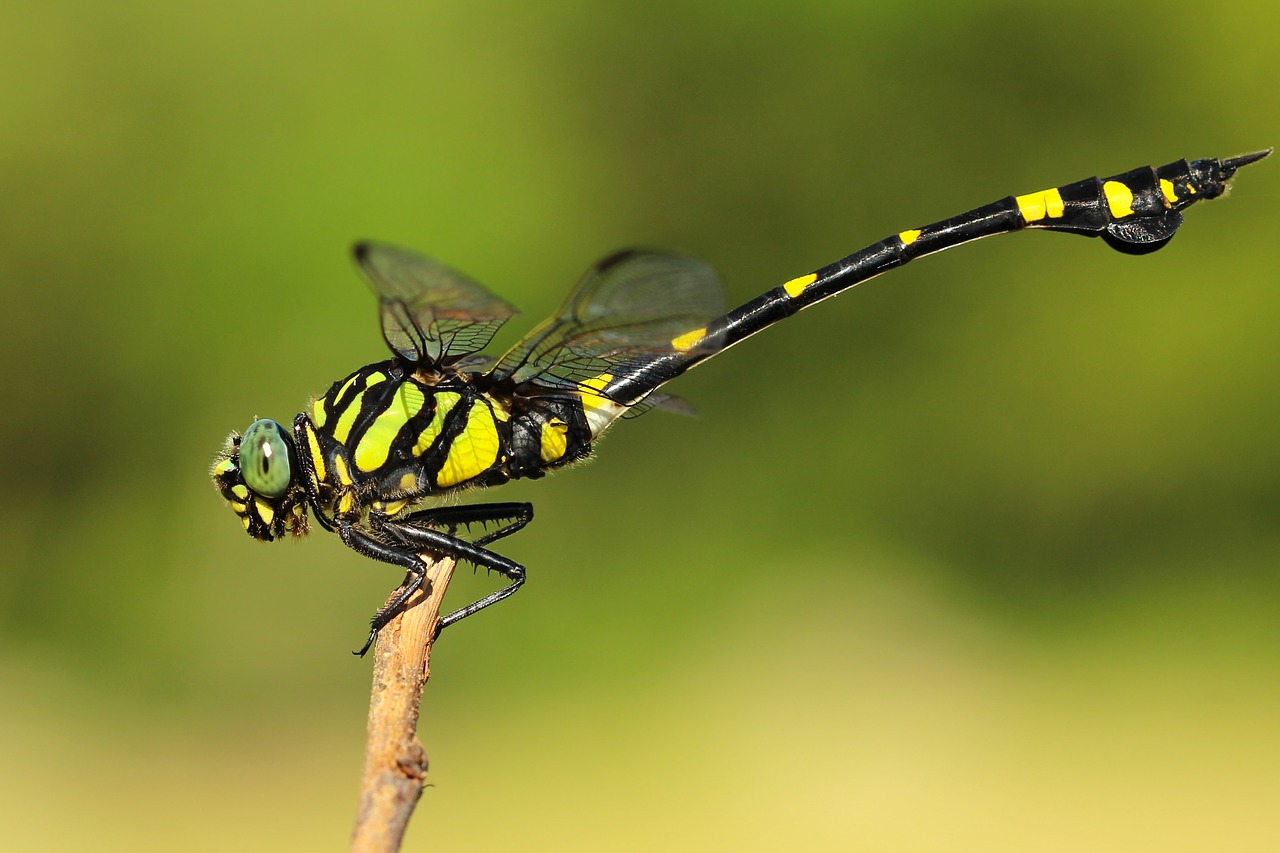 insects dragonfly perched free photo