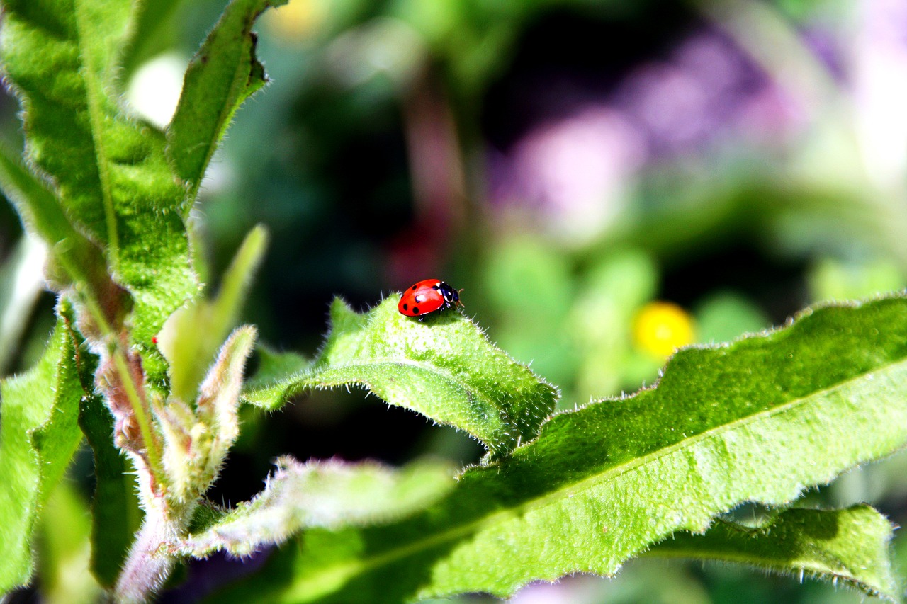insects ladybug cute free photo