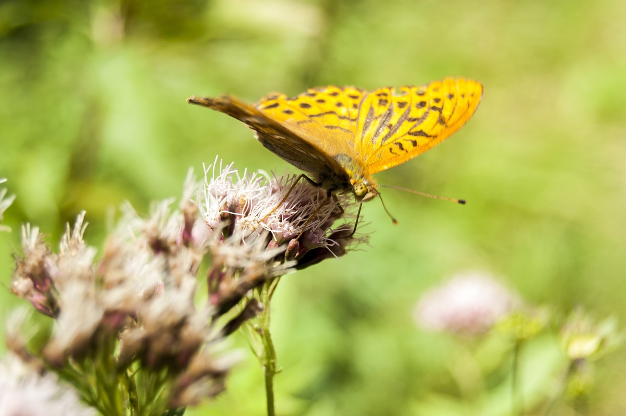 insects butterflies yellow free photo