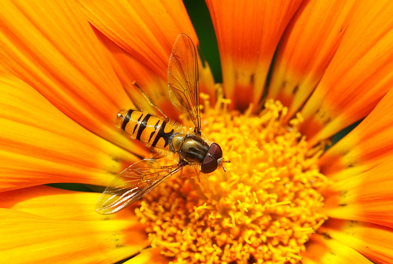 insects honey bees free photo