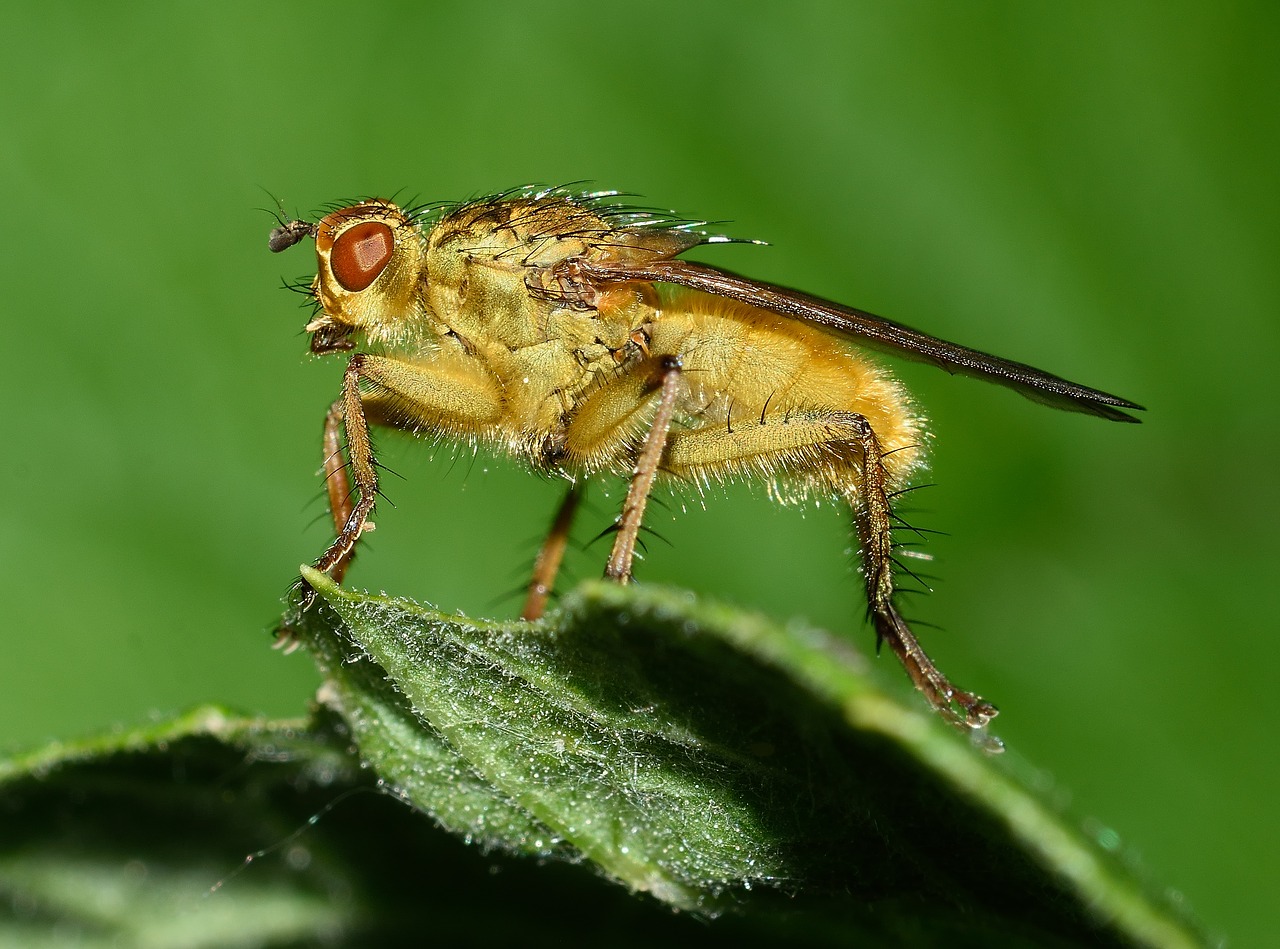 insects brine fly moscow free photo