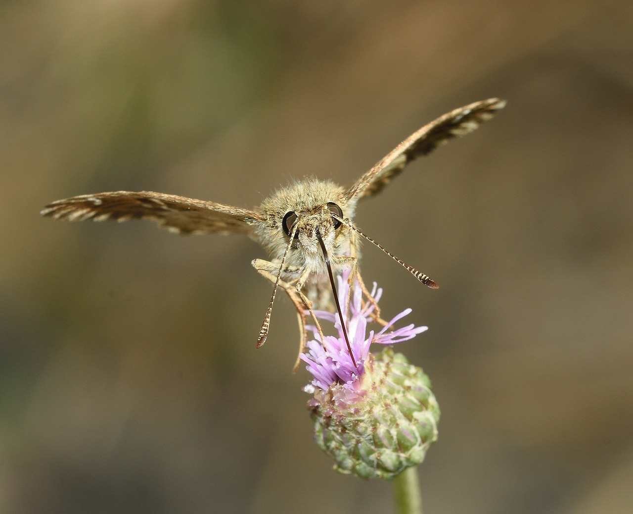 insects butterfly moth free photo