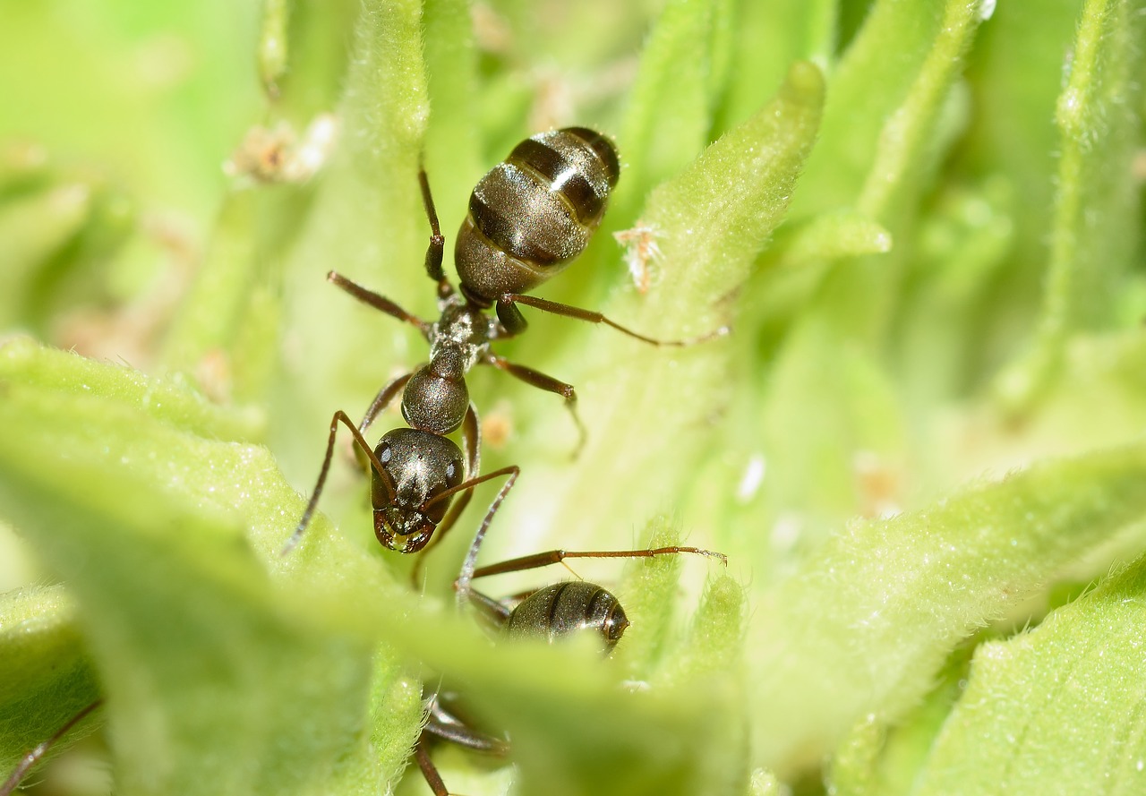 insects ant hymenoptera free photo