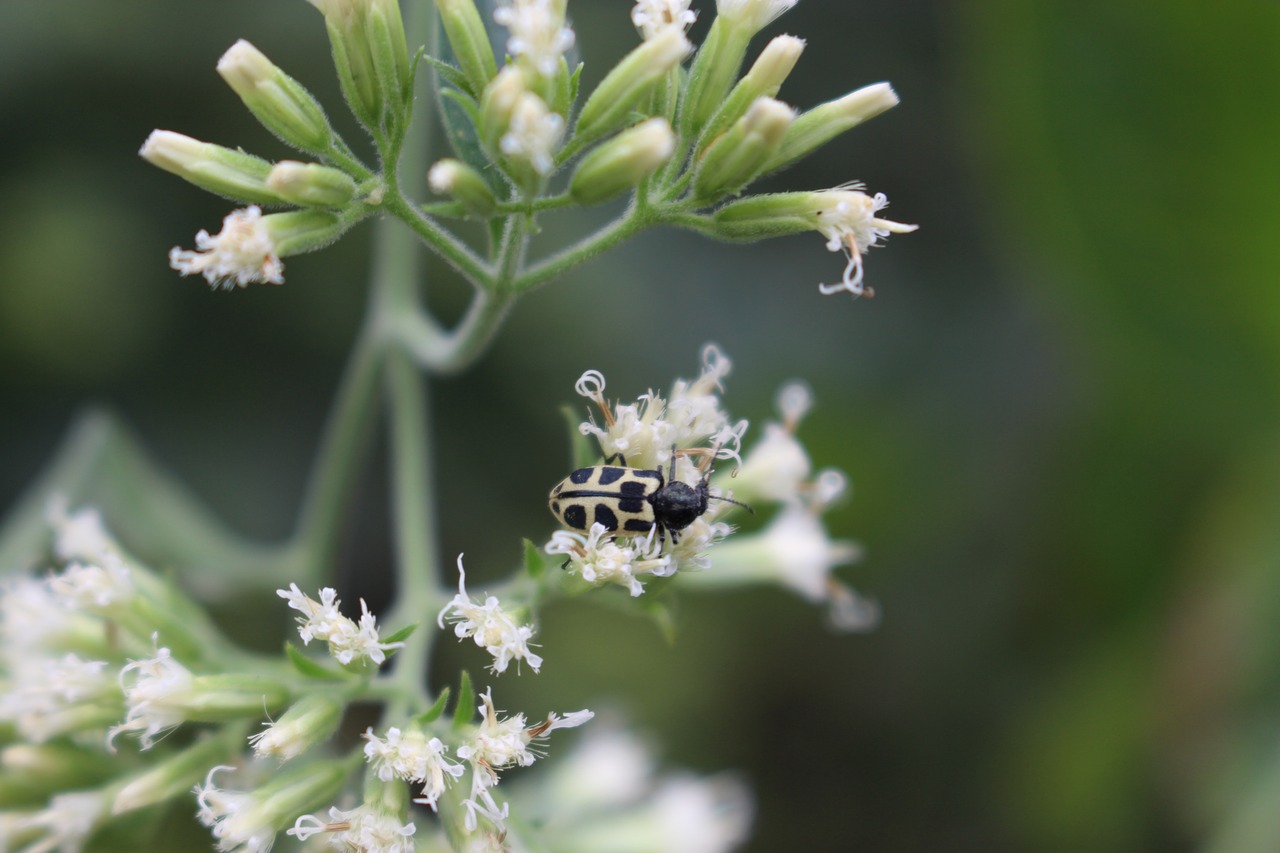 insects ladybug flower free photo