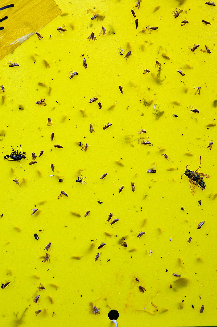 insects yellow nature free photo