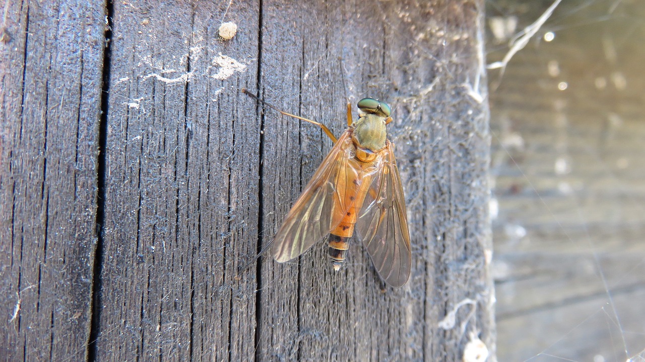 insects fly nature free photo