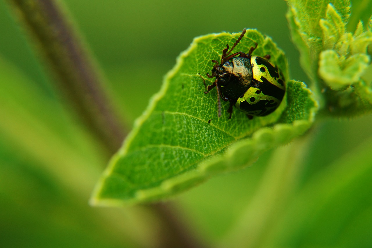 insects leaves biology free photo