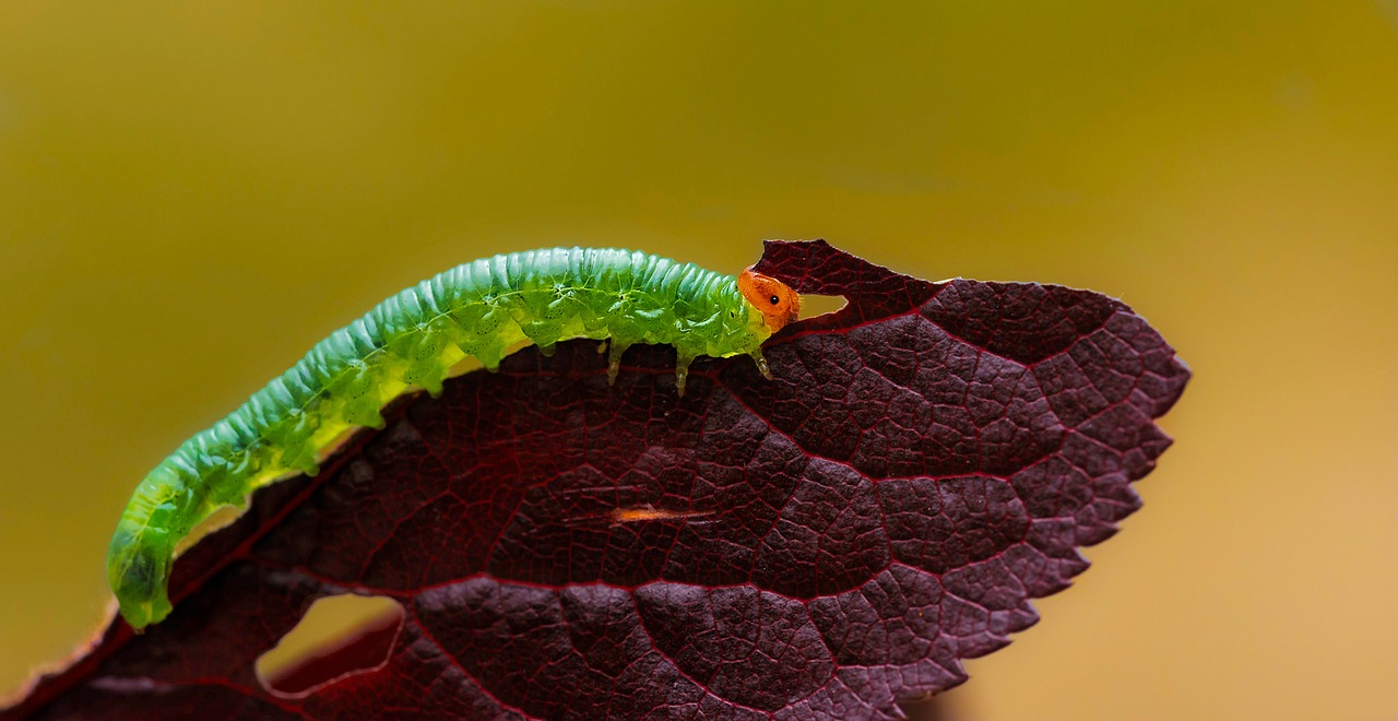 insects caterpillars leaf free photo
