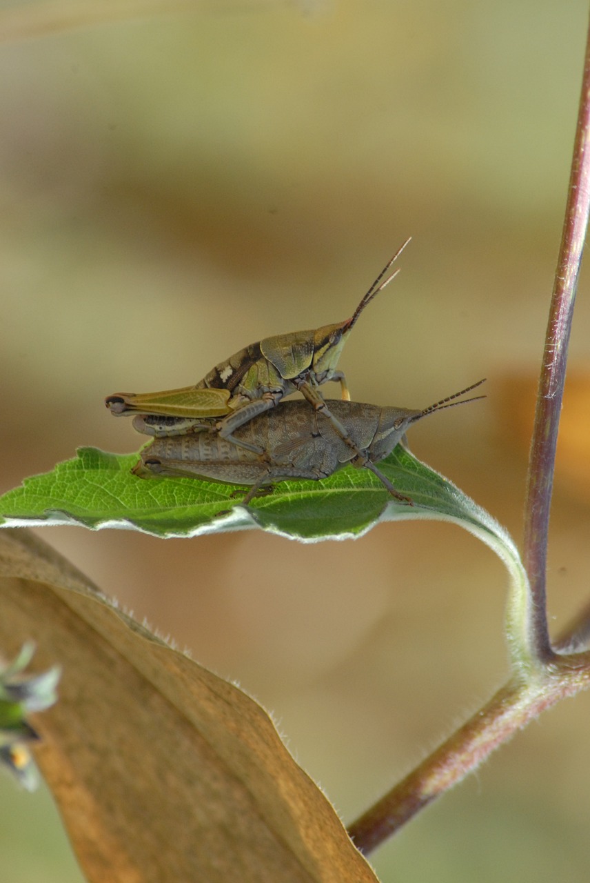 insects chapulines nature free photo