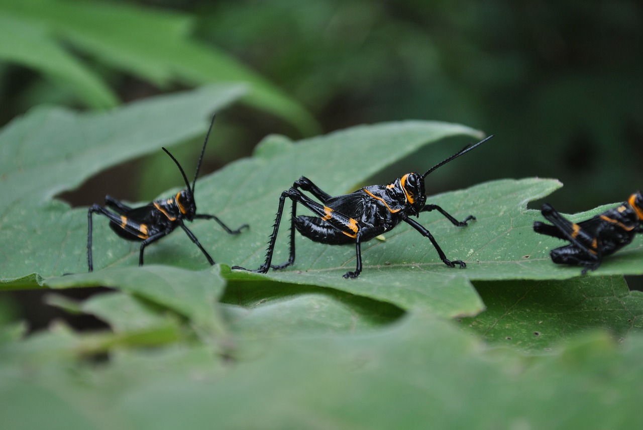 insects chapulines nature free photo