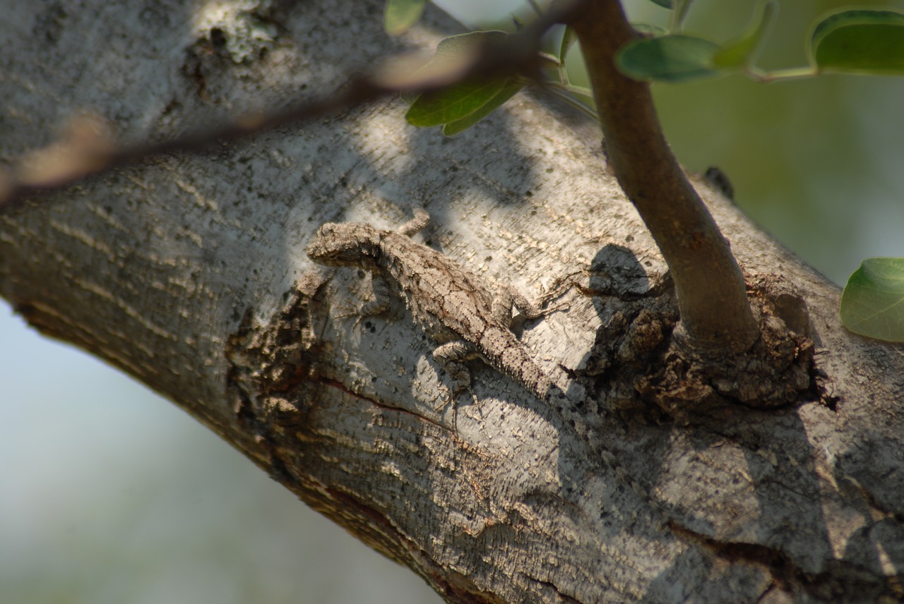 insects nature lizard free photo