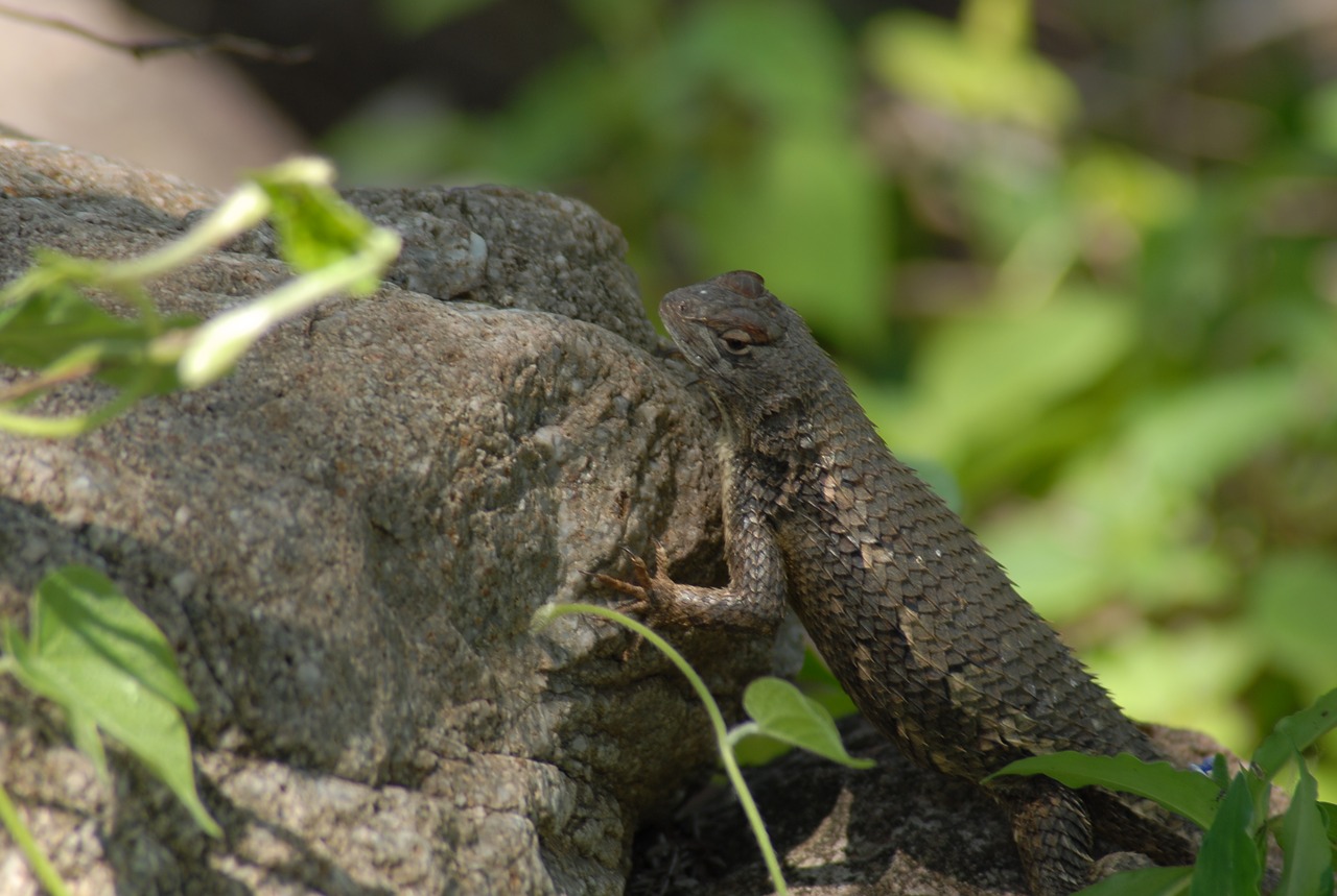 insects nature lizard free photo