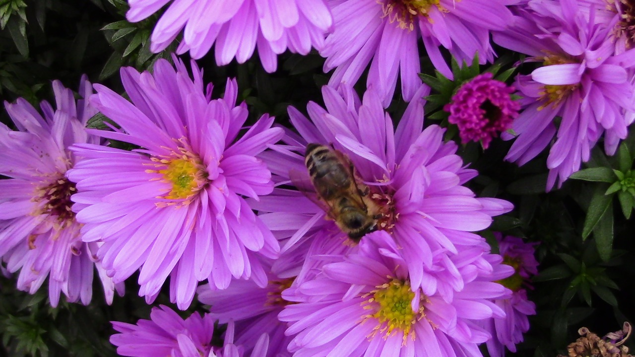 insects flower the pollen free photo