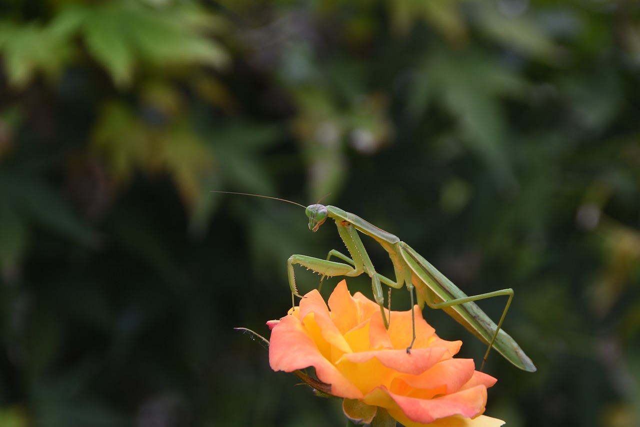 insects mantis nature free photo