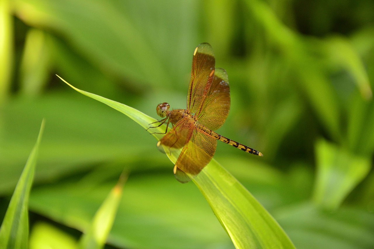 insects fly dragonfly free photo