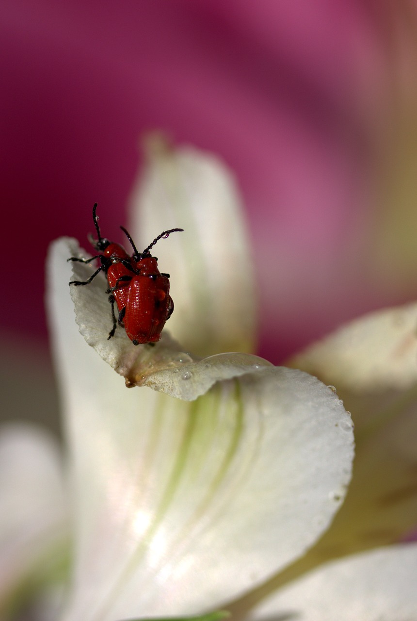 insects red mating free photo