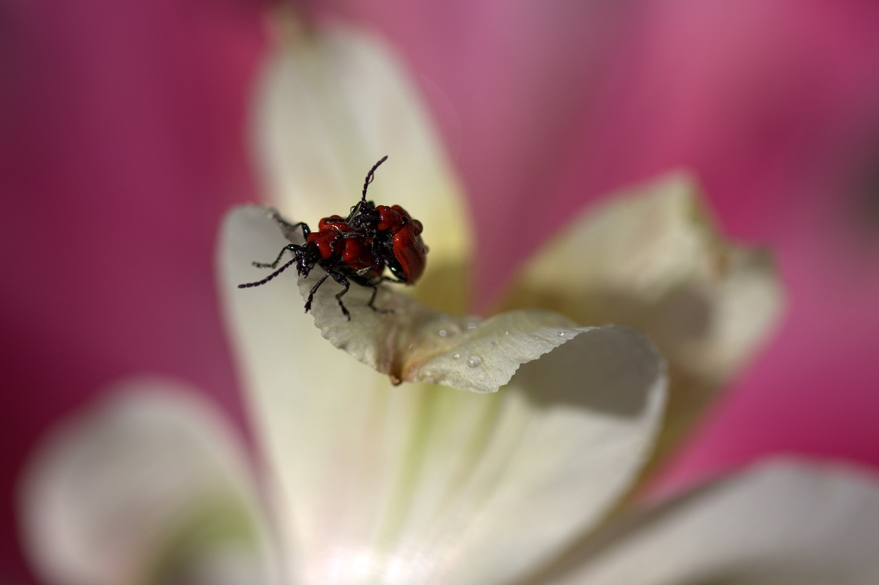 insects red mating free photo