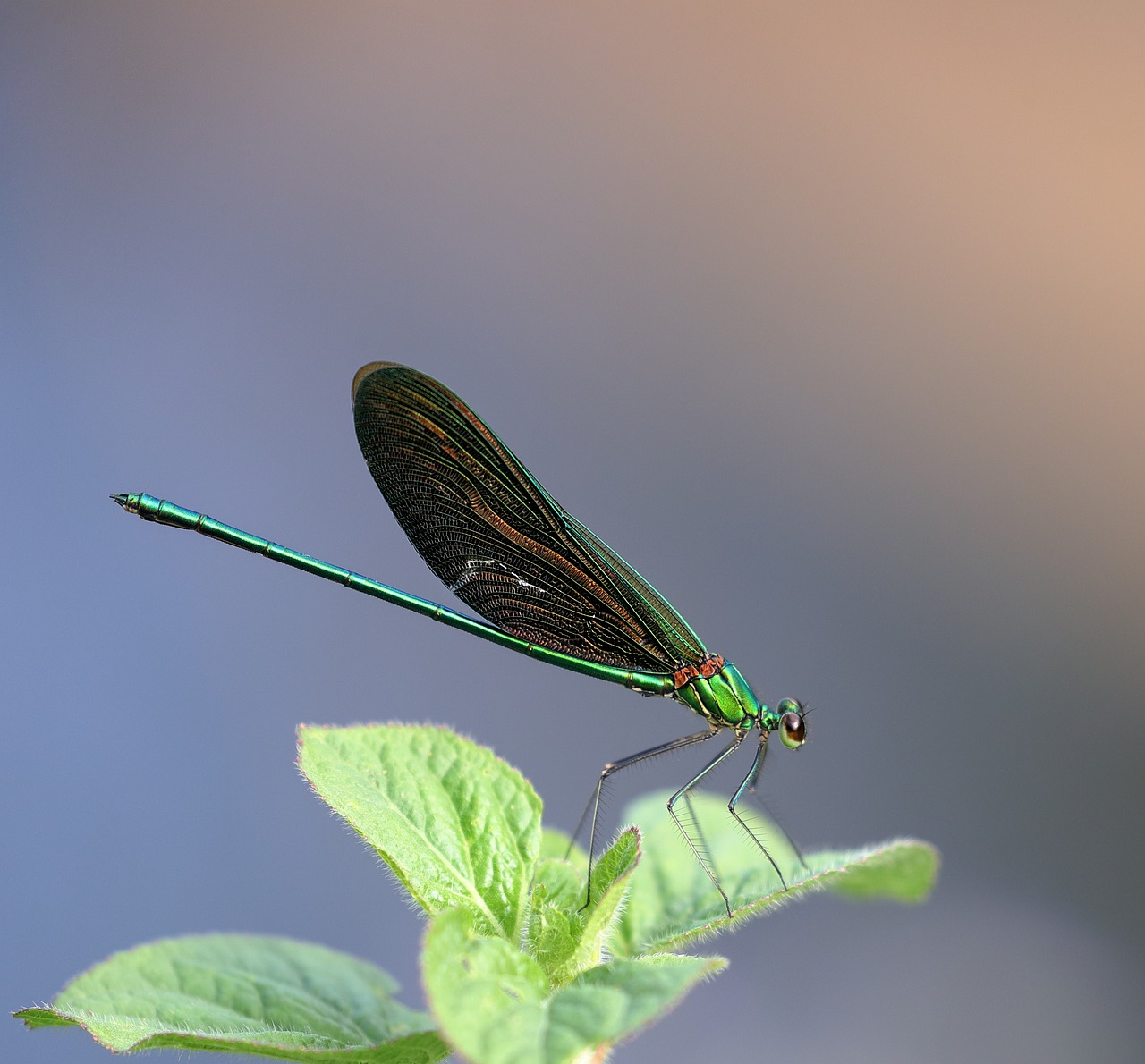 insects winter wildlife dragonflies free photo