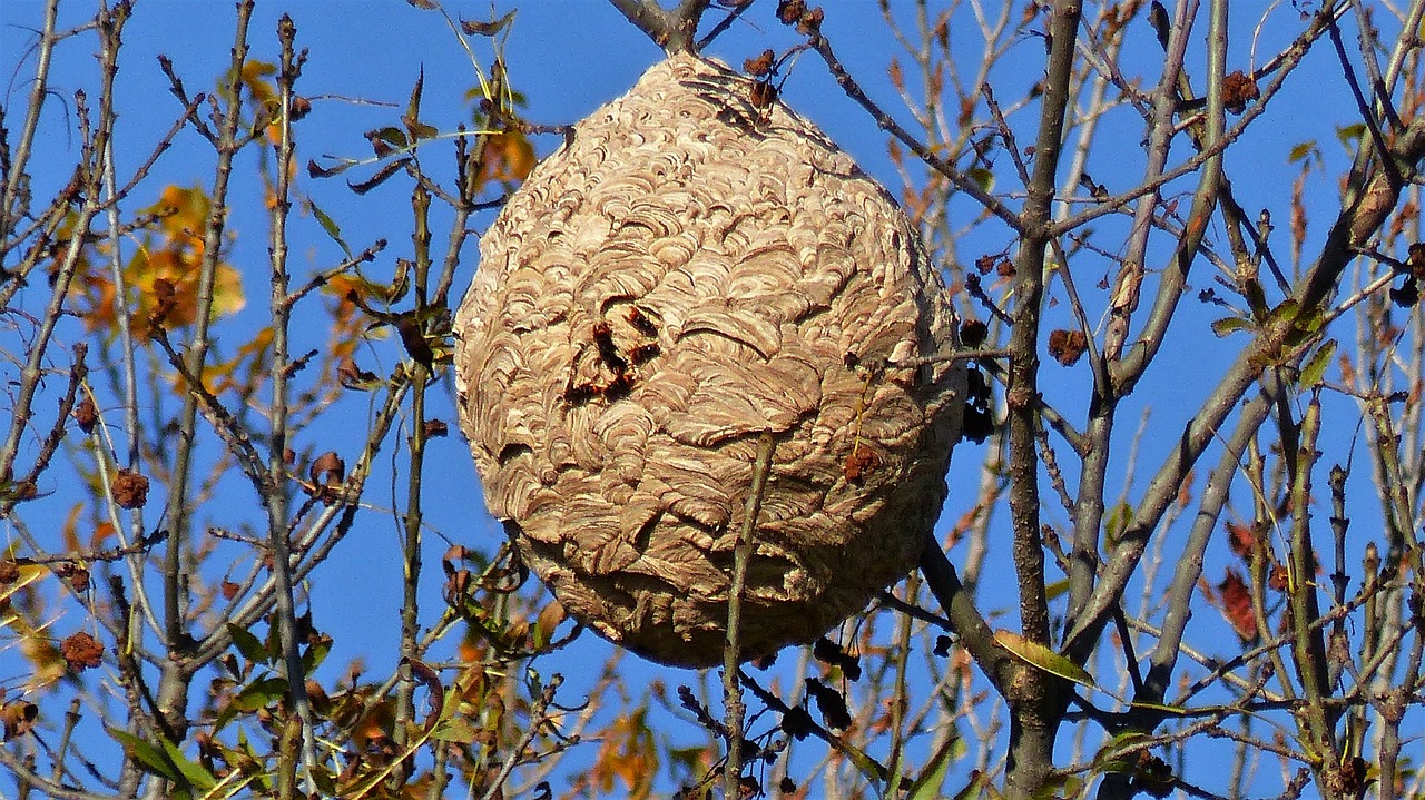 insects nest nature free photo