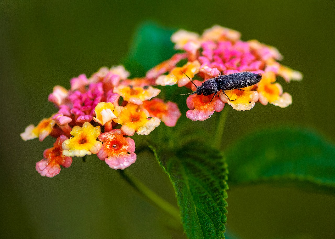 insects wildflowers the pollen free photo