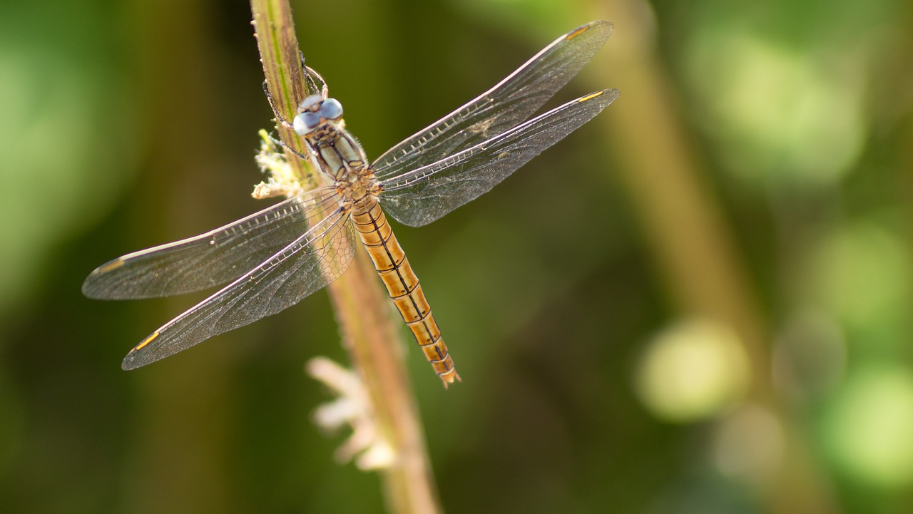 insects dragonfly outdoors free photo