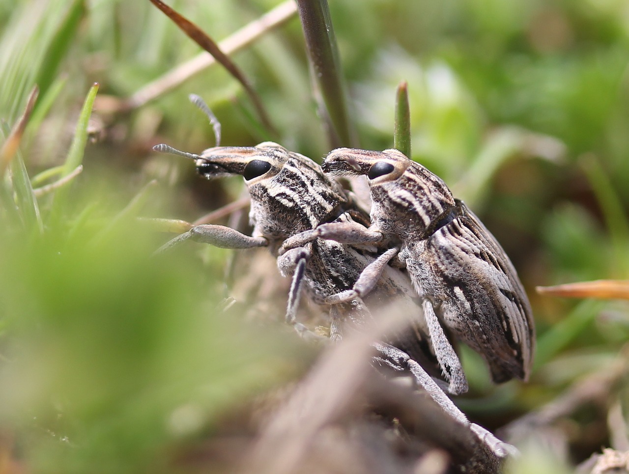 insects mating two free photo