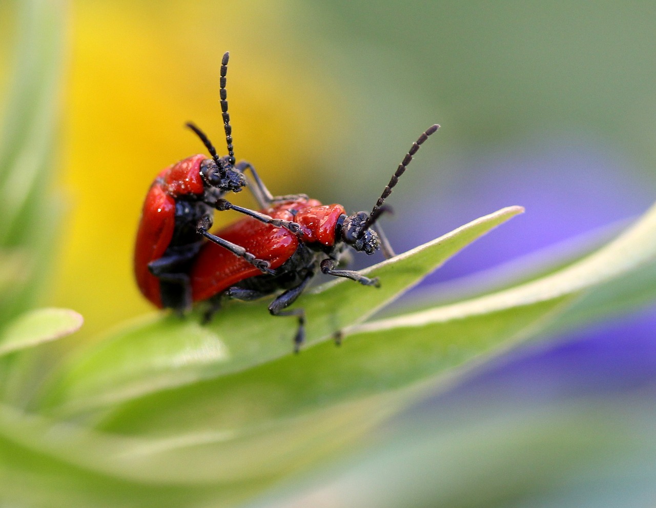 insects  red  mating free photo
