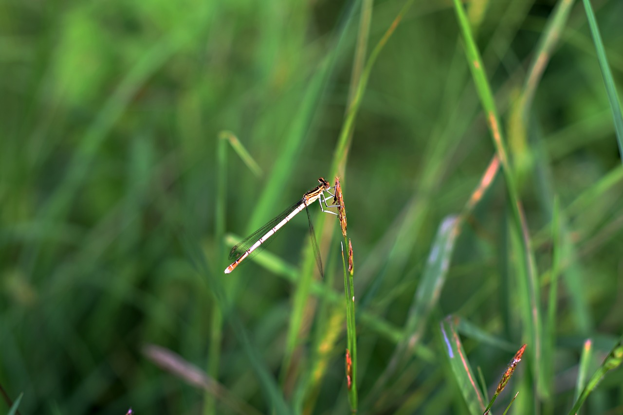 insects  meadow  country free photo