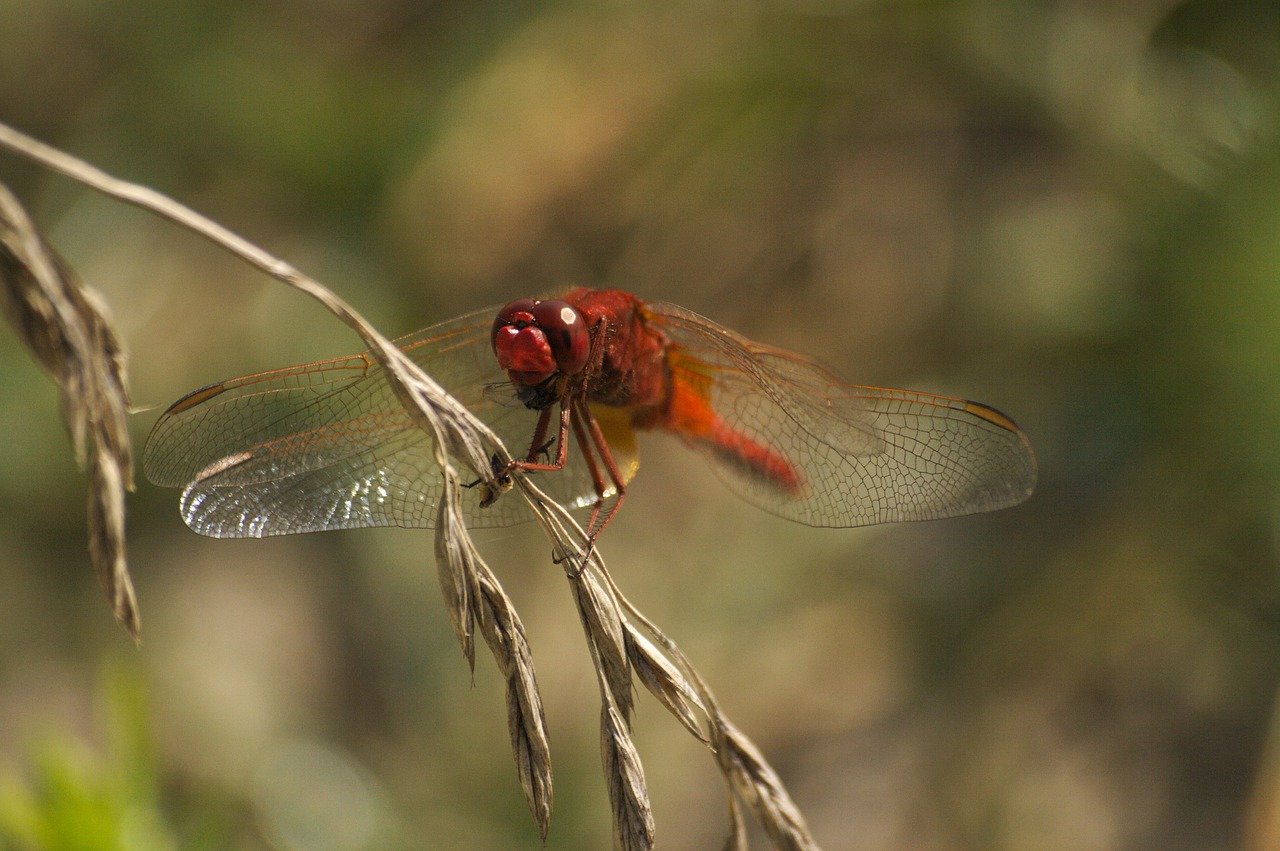 insects  dragonfly  nature free photo