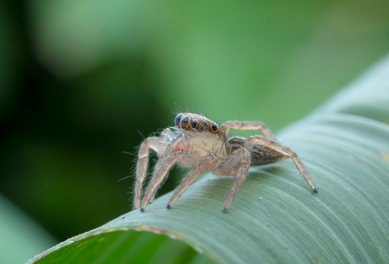 Green spiders. Зеленый паук прыгун. Беспозвоночные пауки. Глаза насекомых и паукообразных. Паук в траве.